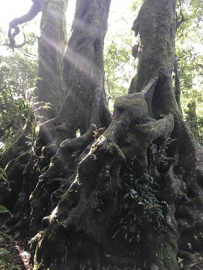 فندق Purling Brook Falls Gwongorella سبرنغبروك المظهر الخارجي الصورة